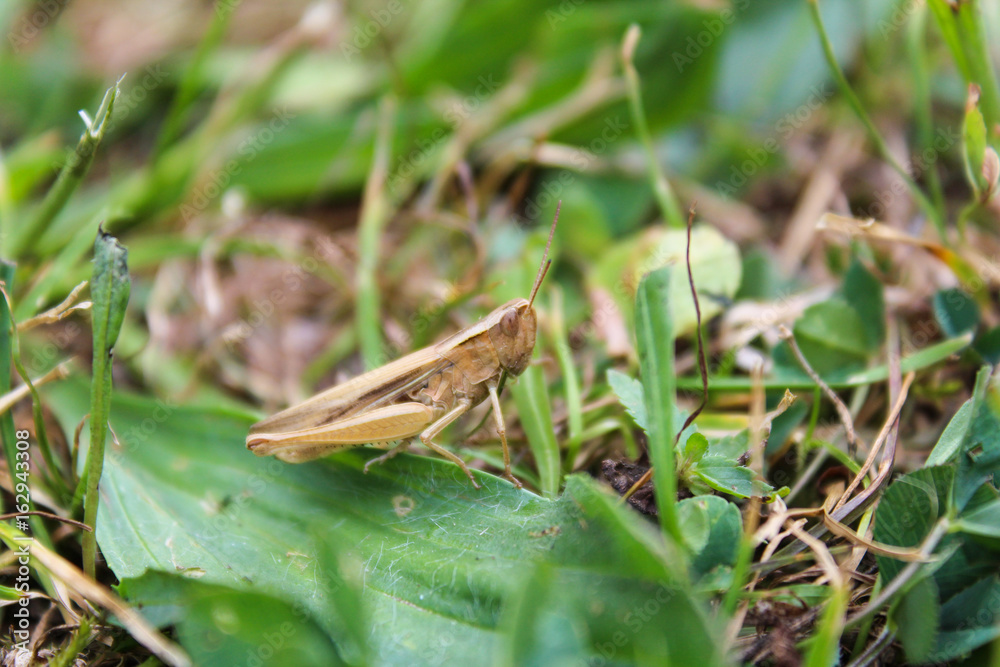 Chorthippus albomarginatus, grasshopper from side, macro photo Chorthippus albomarginatus, grasshopper from side, macro photo