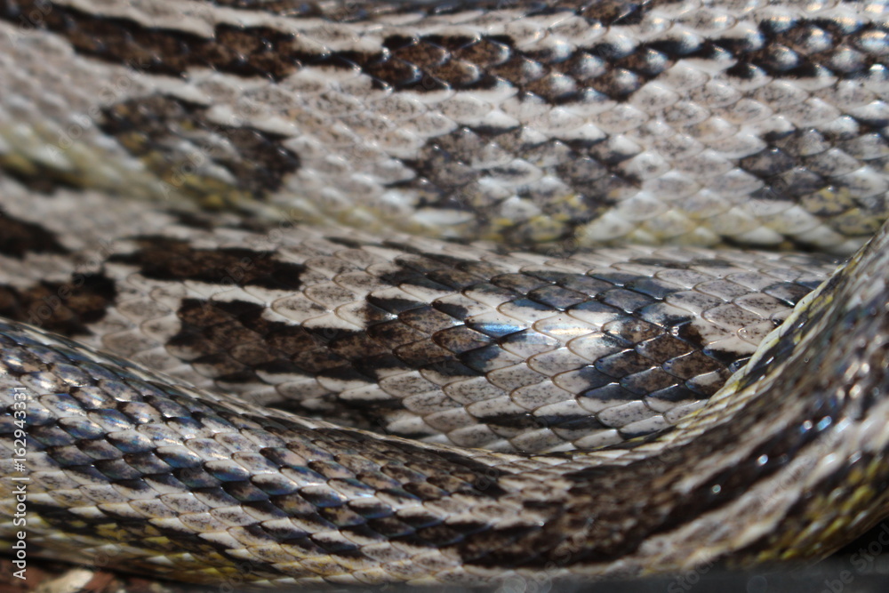 Obraz premium Snake Skin Texture Macro Photograph 