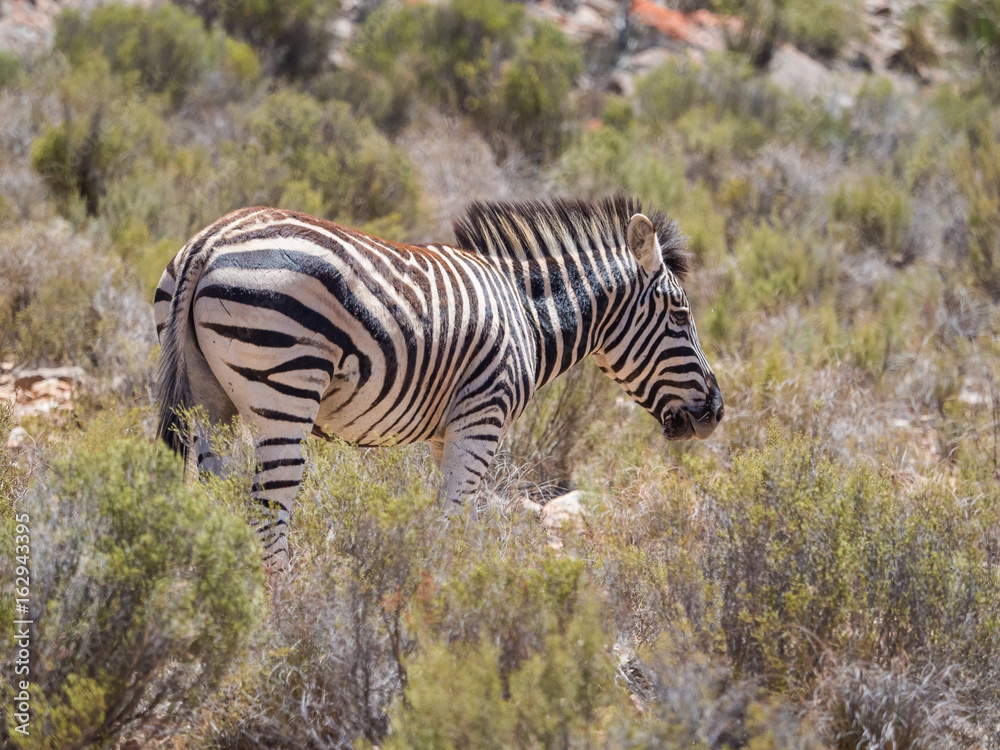 Obraz premium Mountain Zebra walking in the fynbos in a protected nature reserve in south africa