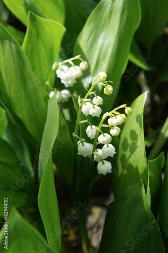 Lily of the valley or convallaria majalis white flowers with green vertical