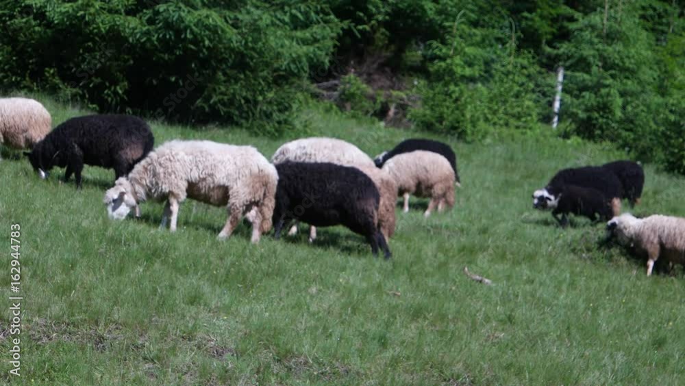 Sheep are grazed against the background of the forest, the Carpathians, Ukraine Sheep are grazed against the background of the forest, the Carpathians, Ukraine