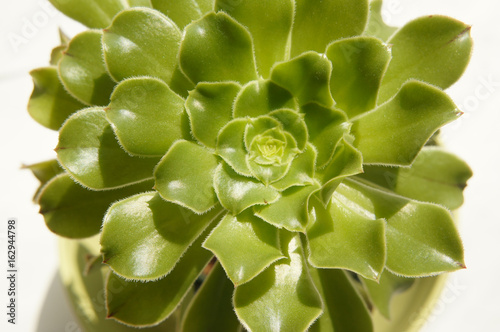 Aeonium green succulent plant close up © skymoon13