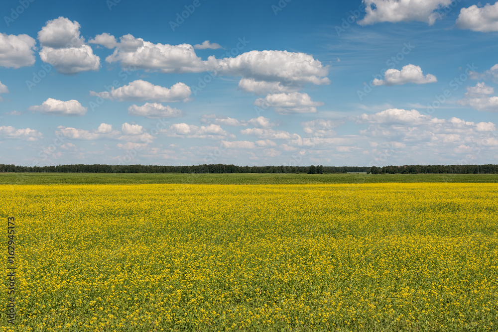Blue sky with clouds over a field covered with yellow flowers Blue sky with clouds over a field covered with yellow flowers