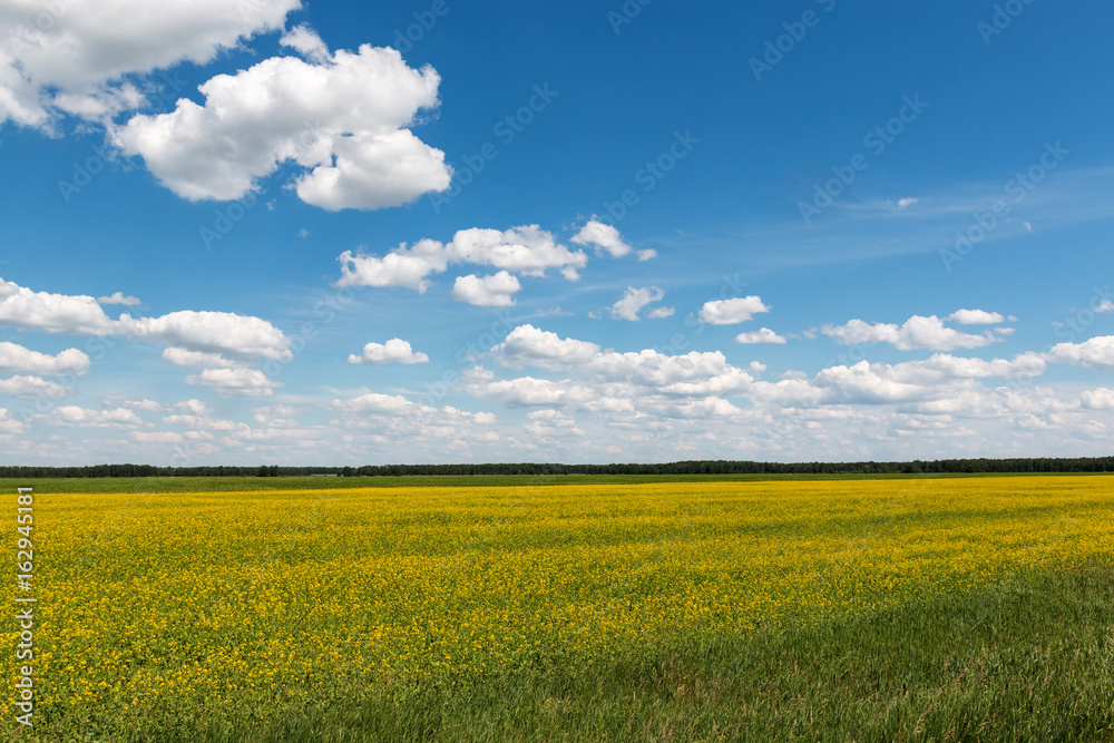 Blue sky with clouds over a field covered with yellow flowers