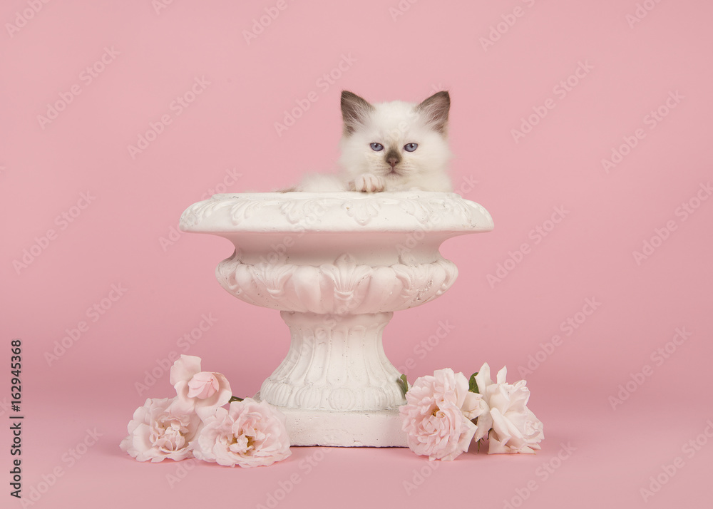 Rag Doll Kitten Bilder Stock Fotos Videos. Adobe Stock