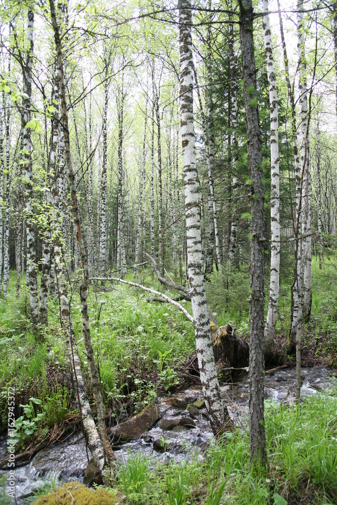 Forest stream. Iremel. South Ural. Forest stream. Iremel. South Ural.