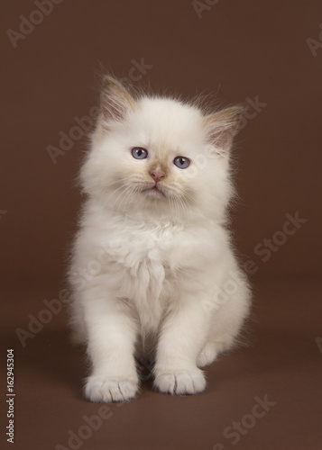 Fototapeta Naklejka Na Ścianę i Meble -  Adorable 6 weeks old rag doll baby cat with blue eyes looking at the camera sitting on a brown background