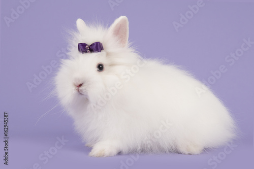 Φωτογραφία Pretty long-haired angora white rabbit with a purple bow on a lavender purple ba
