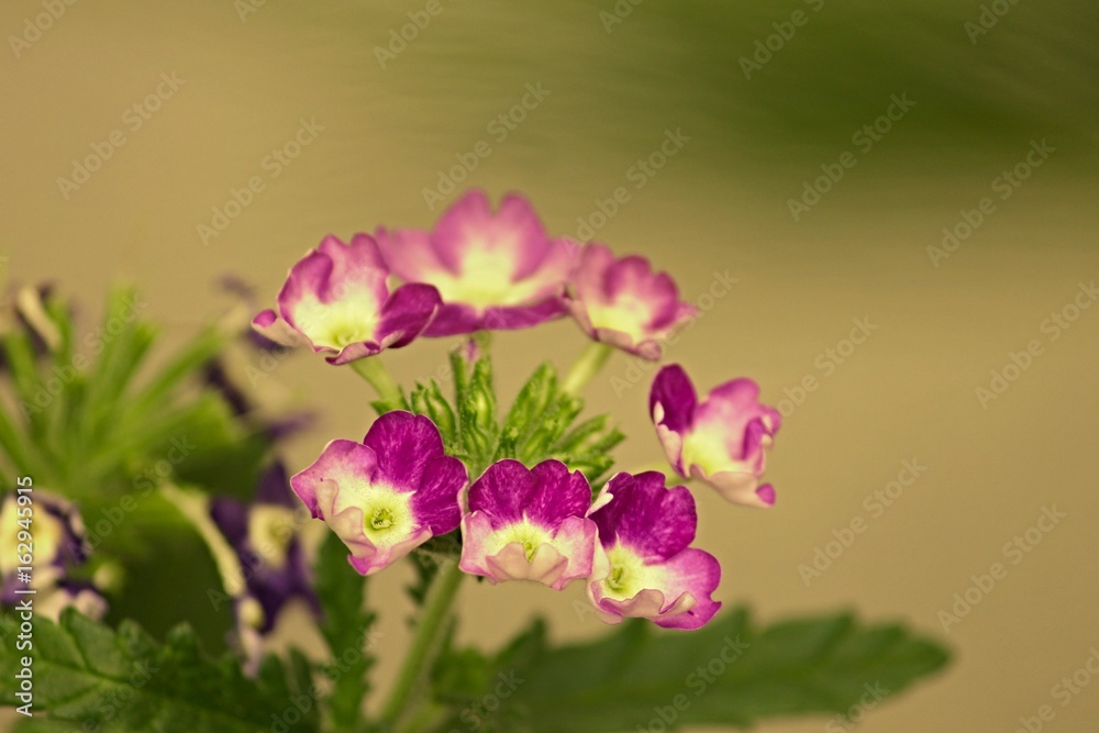 Obraz premium pink blühende Verbene