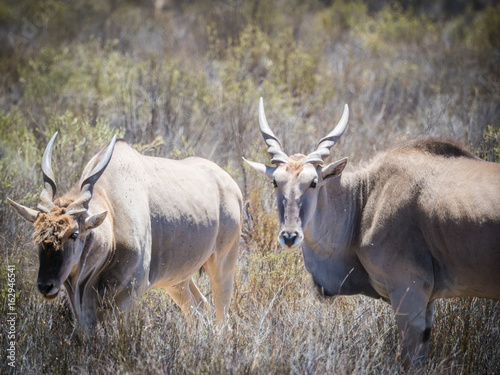 Eland grazing in the field in a protected nature reserve in south africa