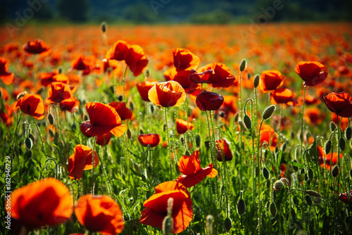 poppy seed or red flower in field