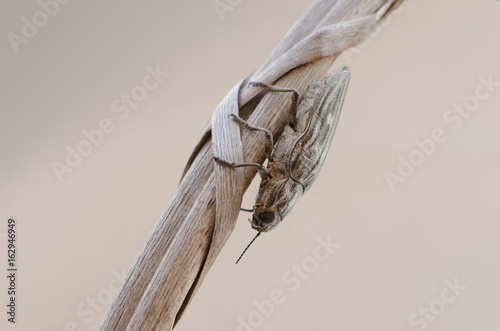 Detailed view of Chalcophora mariana beetle - Pine borer photo