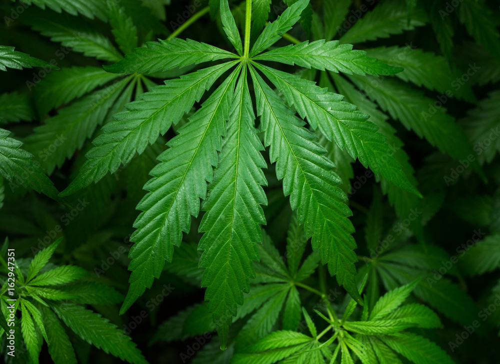 Wild marijuana leaf. Selective focus. Wild marijuana leaf. Selective focus.