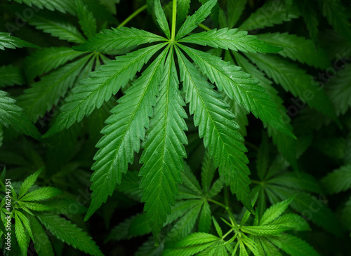 Wild marijuana leaf. Selective focus.