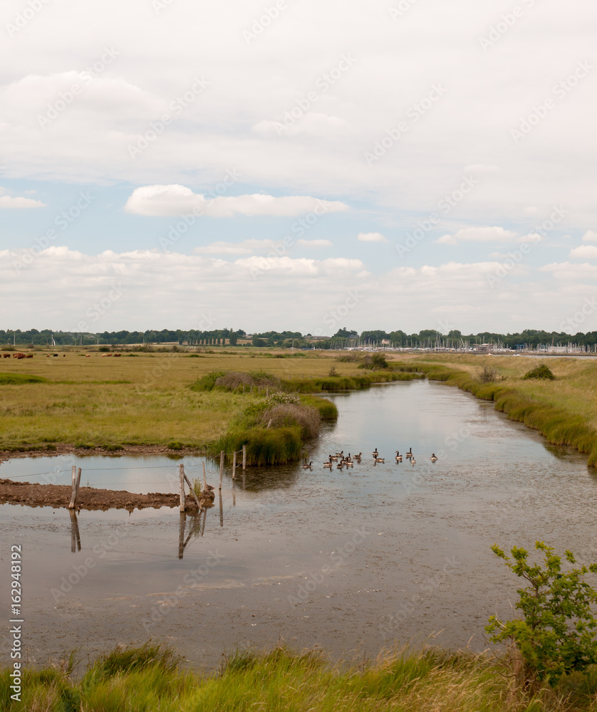 Stock Photo - a group of birds goose canadian and bean resting in a paddock on a river english countryside