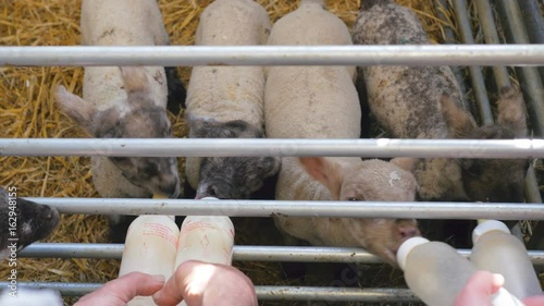 Cute little baby lambs drinking bottled milk in a farm barn