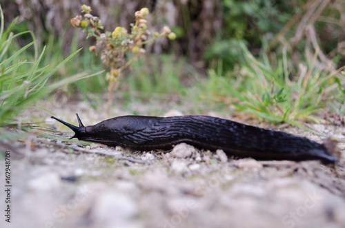 Slug photo