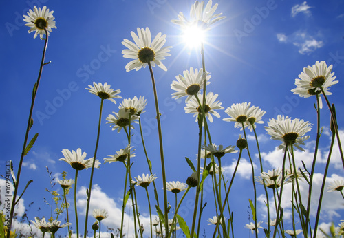 Sunny meadow with white flowers daisies stretch to the blue sky up