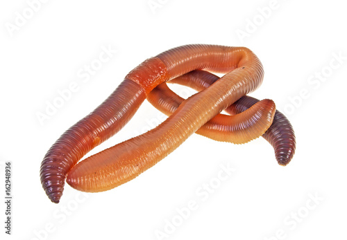 Animal earth worms isolated on white background