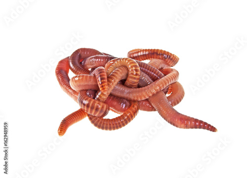 Red worms on a white background