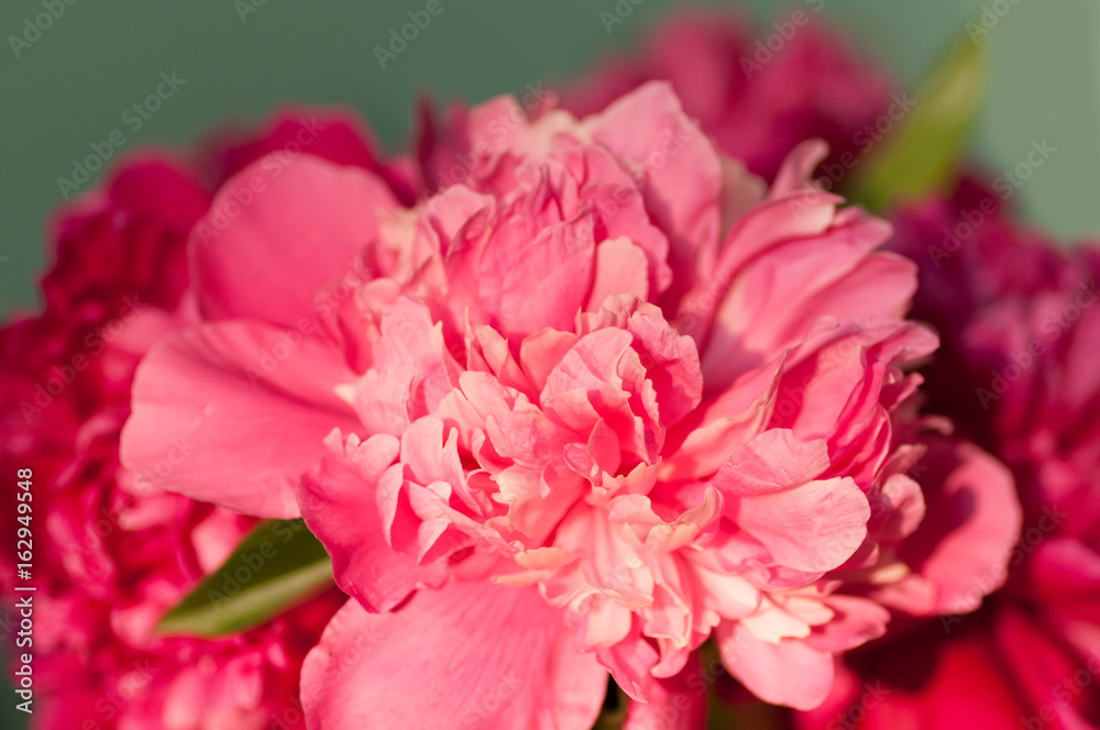 red peony flower closeup