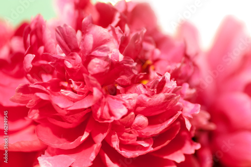 red peony flower closeup