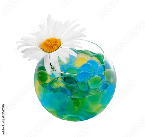 Chamomile in a vase with hydrogel on a white background