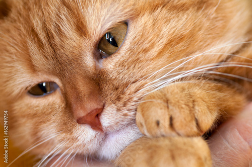 Red cat closeup portrait