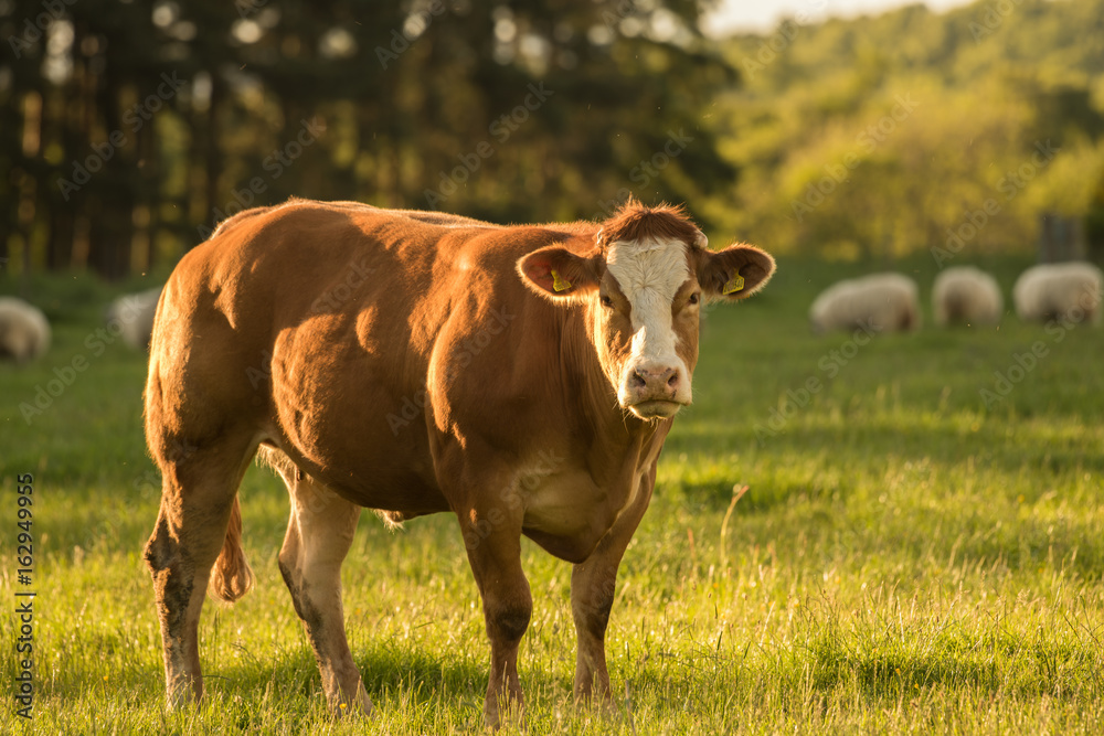 Dexter Cow in Green Pasture Dexter Cow in Green Pasture