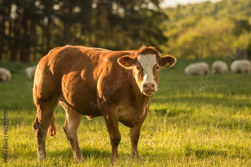 Dexter Cow in Green Pasture