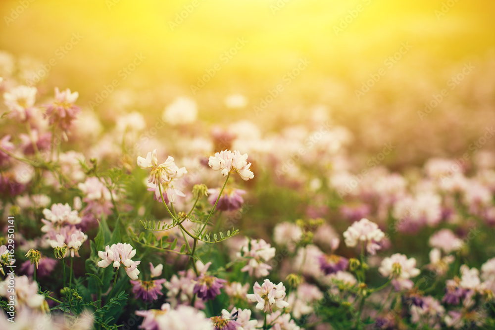 Spring field with wild flowers at sunrise. Spring field with wild flowers at sunrise.