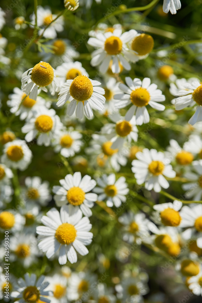 Fototapeta premium Chamomile in a sunny garden