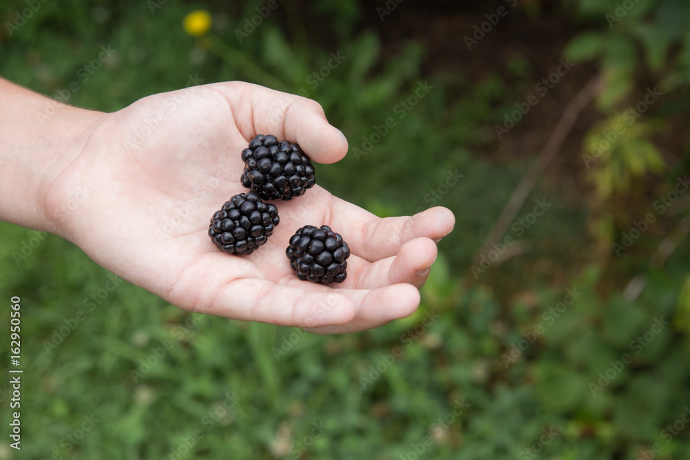 Fresh blackberries