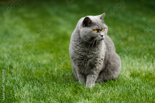British Blue cat sitting on lawn