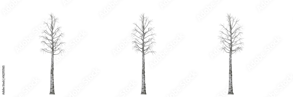 Fototapeta premium 3d rendering of three trees isolated on white