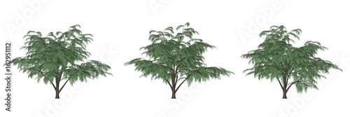 3d rendering of three trees isolated on white