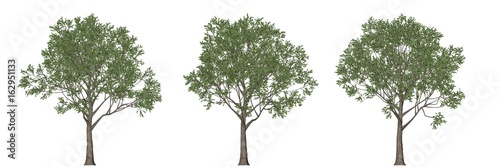3d rendering of three trees isolated on white