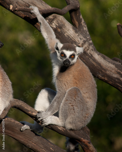 Fototapeta Naklejka Na Ścianę i Meble -  Ring Tail Lemur Sits