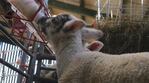 Cute little baby lambs drinking bottled milk in a farm barn