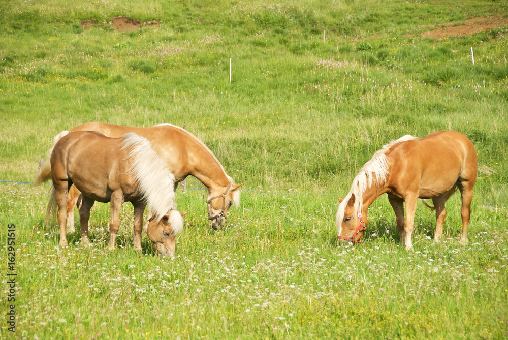 Cavalli avelignesi liberi che pascolano in una prateria Cavalli avelignesi liberi che pascolano in una prateria