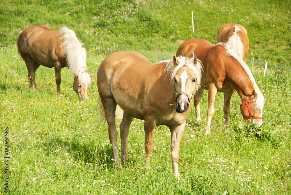 Cavalli avelignesi liberi che pascolano in una prateria Cavalli avelignesi liberi che pascolano in una prateria