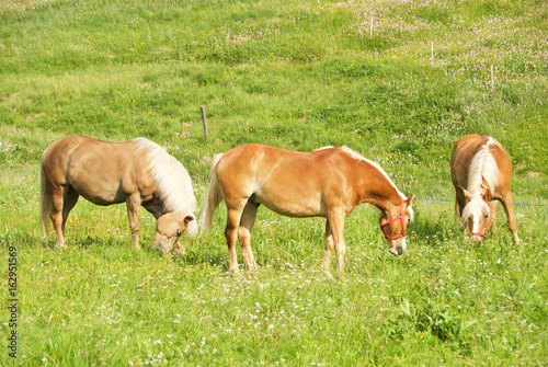 Cavalli avelignesi liberi che pascolano in una prateria