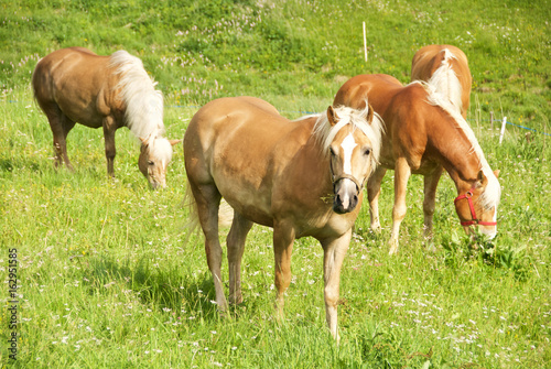 Cavalli avelignesi liberi che pascolano in una prateria © giemmephoto