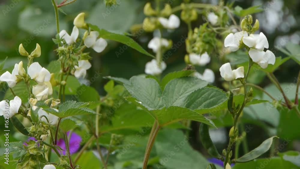 Little white flowers & Morning Glory.