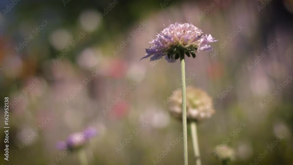 Dandilion flower Change Focus Dandilion flower Change Focus