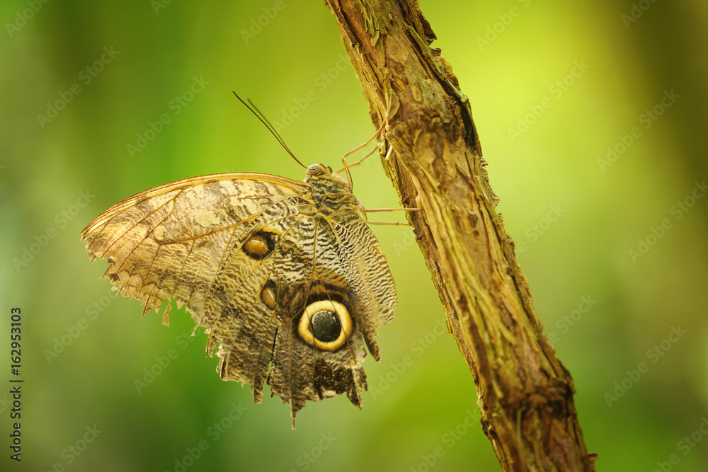 Naklejka premium Butterfly on branch with closeup wings showing power of mimicry