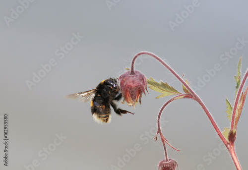 pot-bellied Bumble bee flies around the flowers in search of nectar on a summ...