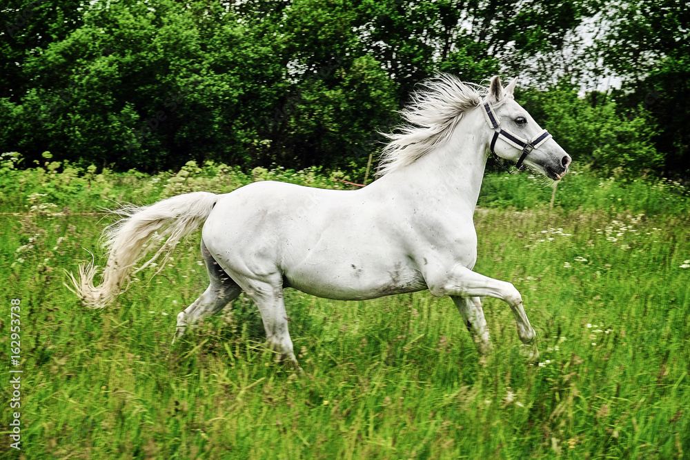 graceful white horse in a field graceful white horse in a field