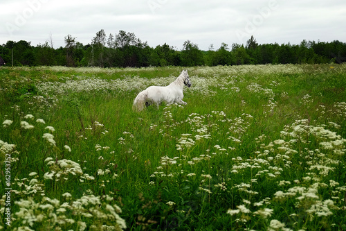 graceful white horse in a field © Seroma72
