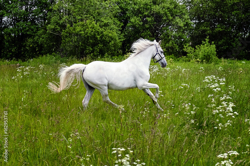 graceful white horse in a field